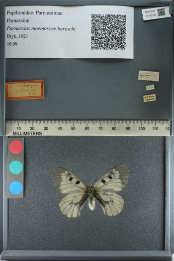 Media type: image;   Entomology 180156